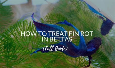 how to fix betta fish